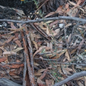 Pultenaea daphnoides at Moruya, NSW - suppressed