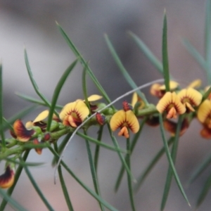 Daviesia acicularis at suppressed - 3 Aug 2021