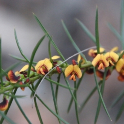 Daviesia acicularis (Sandplain Bitterpea) at Moruya, NSW - 3 Aug 2021 by LisaH