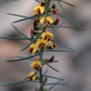 Daviesia acicularis at suppressed - 3 Aug 2021