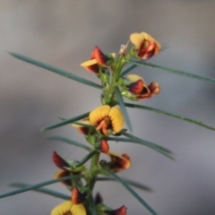 Daviesia acicularis at suppressed - 3 Aug 2021