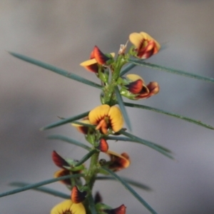 Daviesia acicularis at suppressed - suppressed