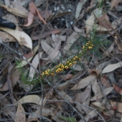 Daviesia acicularis at suppressed - 3 Aug 2021