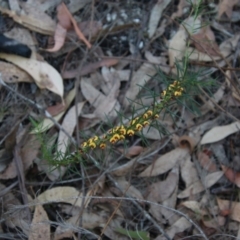 Daviesia acicularis at suppressed - suppressed