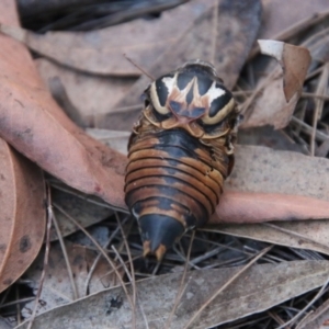 Thopha saccata at Moruya, NSW - 3 Aug 2021