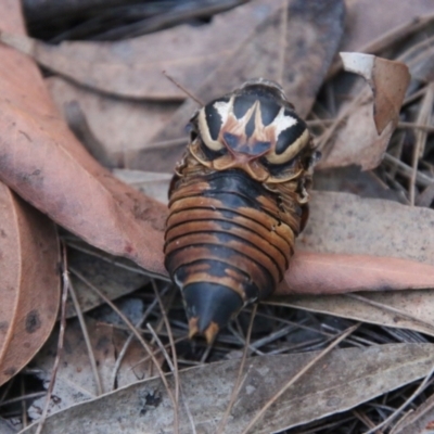 Thopha saccata (Double Drummer) at Moruya, NSW - 3 Aug 2021 by LisaH