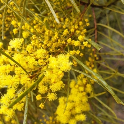 Acacia boormanii (Snowy River Wattle) at Mount Painter - 1 Aug 2021 by drakes