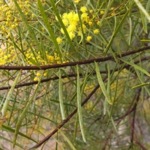 Acacia boormanii at Cook, ACT - 2 Aug 2021