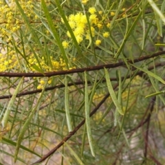 Acacia boormanii at Cook, ACT - 2 Aug 2021