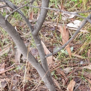 Acacia boormanii at Cook, ACT - 2 Aug 2021