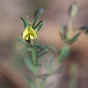 Gompholobium glabratum at Moruya, NSW - suppressed