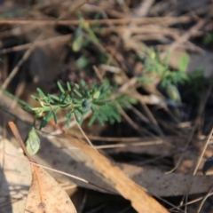 Gompholobium glabratum at Moruya, NSW - suppressed