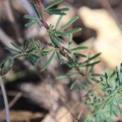 Gompholobium glabratum at Moruya, NSW - suppressed