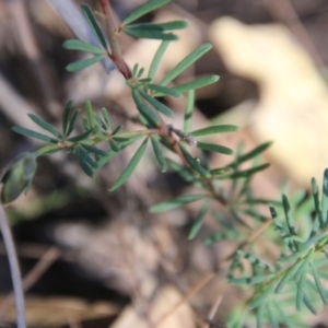 Gompholobium glabratum at Moruya, NSW - suppressed