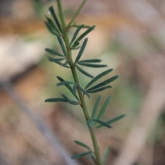 Gompholobium glabratum at Moruya, NSW - suppressed