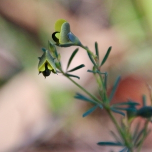 Gompholobium glabratum at Moruya, NSW - suppressed