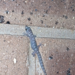 Christinus marmoratus (Southern Marbled Gecko) at Albury - 31 Jul 2021 by ChrisAllen