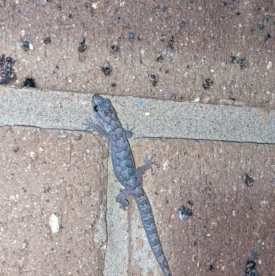 Christinus marmoratus (Southern Marbled Gecko) at Thurgoona, NSW - 31 Jul 2021 by ChrisAllen