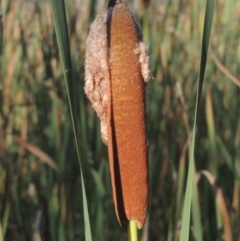 Typha orientalis (Broad-leaved Cumbumgi) at Bruce, ACT - 11 Apr 2021 by michaelb