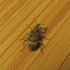 Ethemaia sellata (Grey-banded leaf weevil) at Pollinator-friendly garden Conder - 3 Apr 2021 by michaelb
