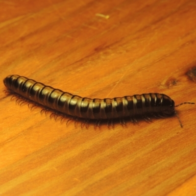 Paradoxosomatidae sp. (family) (Millipede) at Tuggeranong DC, ACT - 3 Apr 2021 by MichaelBedingfield