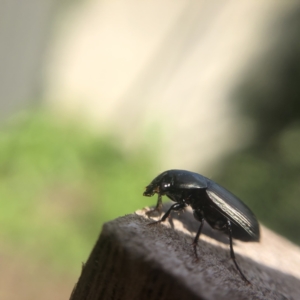 Harpalinae (subfamily) at Belconnen, ACT - 5 Aug 2021