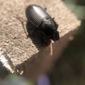 Harpalinae (subfamily) at Belconnen, ACT - 5 Aug 2021
