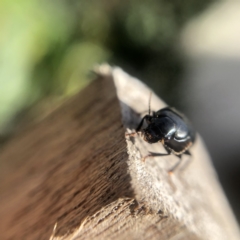 Harpalinae (subfamily) at Belconnen, ACT - 5 Aug 2021