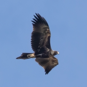 Aquila audax at Denman Prospect, ACT - 5 Aug 2021 10:41 AM