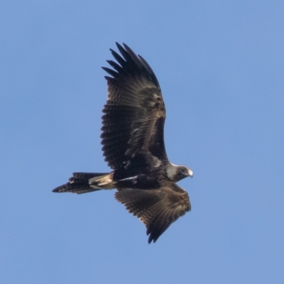 Aquila audax (Wedge-tailed Eagle) at Denman Prospect, ACT - 5 Aug 2021 by rawshorty