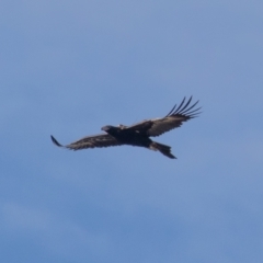 Aquila audax at Denman Prospect, ACT - 5 Aug 2021 10:41 AM