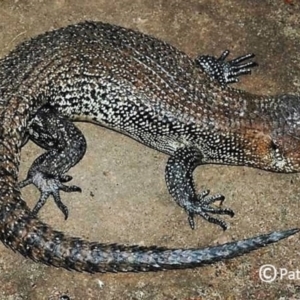 Egernia cunninghami at Jenolan, NSW - suppressed