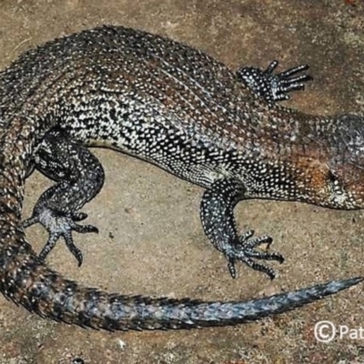 Egernia cunninghami (Cunningham's Skink) at Blue Mountains National Park - 9 Apr 2007 by PatrickCampbell