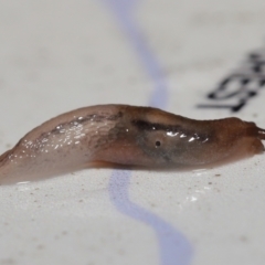 Ambigolimax nyctelia (Striped Field Slug) at Downer, ACT - 1 Aug 2021 by TimL