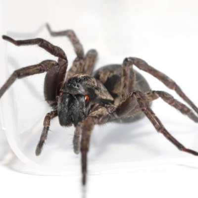 Venatrix sp. (genus) (Unidentified Venatrix wolf spider) at Evatt, ACT - 2 Aug 2021 by TimL