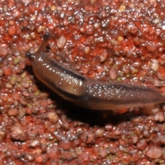 Ambigolimax sp. (valentius and waterstoni) (Striped Field Slug) at Downer, ACT - 1 Aug 2021 by TimL