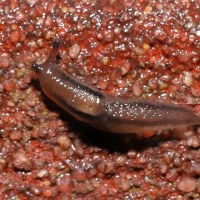 Ambigolimax nyctelia (Striped Field Slug) at Downer, ACT - 1 Aug 2021 by TimL