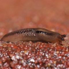 Ambigolimax sp. (valentius and waterstoni) at Downer, ACT - 1 Aug 2021