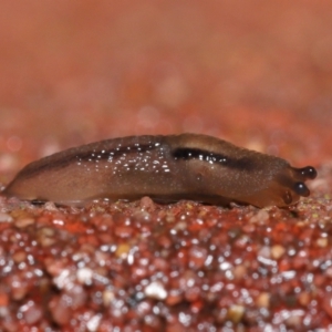 Ambigolimax nyctelia at Downer, ACT - 1 Aug 2021