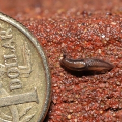 Ambigolimax nyctelia at Downer, ACT - 1 Aug 2021