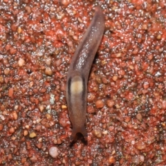 Ambigolimax sp. (valentius and waterstoni) (Striped Field Slug) at Downer, ACT - 5 Aug 2021 by TimL