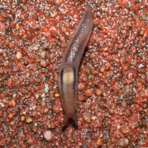 Ambigolimax sp. (valentius and waterstoni) at Downer, ACT - 5 Aug 2021