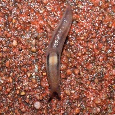 Ambigolimax nyctelia (Striped Field Slug) at ANBG - 5 Aug 2021 by TimL