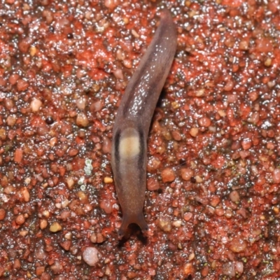 Ambigolimax nyctelia (Striped Field Slug) at Downer, ACT - 5 Aug 2021 by TimL