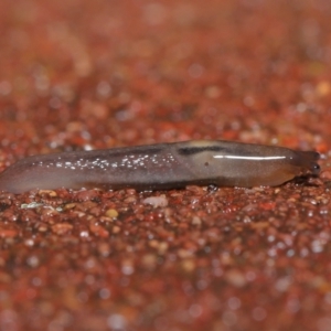 Ambigolimax sp. (valentius and waterstoni) at Downer, ACT - 5 Aug 2021