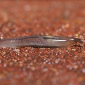 Ambigolimax sp. (valentius and waterstoni) at Downer, ACT - 5 Aug 2021