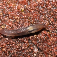 Ambigolimax sp. (valentius and waterstoni) at Downer, ACT - 5 Aug 2021