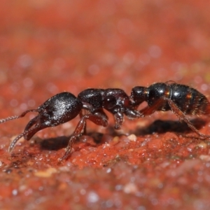 Amblyopone australis at Downer, ACT - 1 Aug 2021