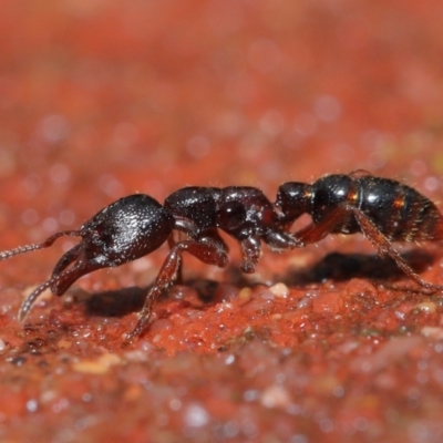 Amblyopone australis (Slow Ant) at Downer, ACT - 1 Aug 2021 by TimL