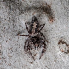 Sandalodes superbus (Ludicra Jumping Spider) at Black Mountain - 4 Aug 2021 by Roger